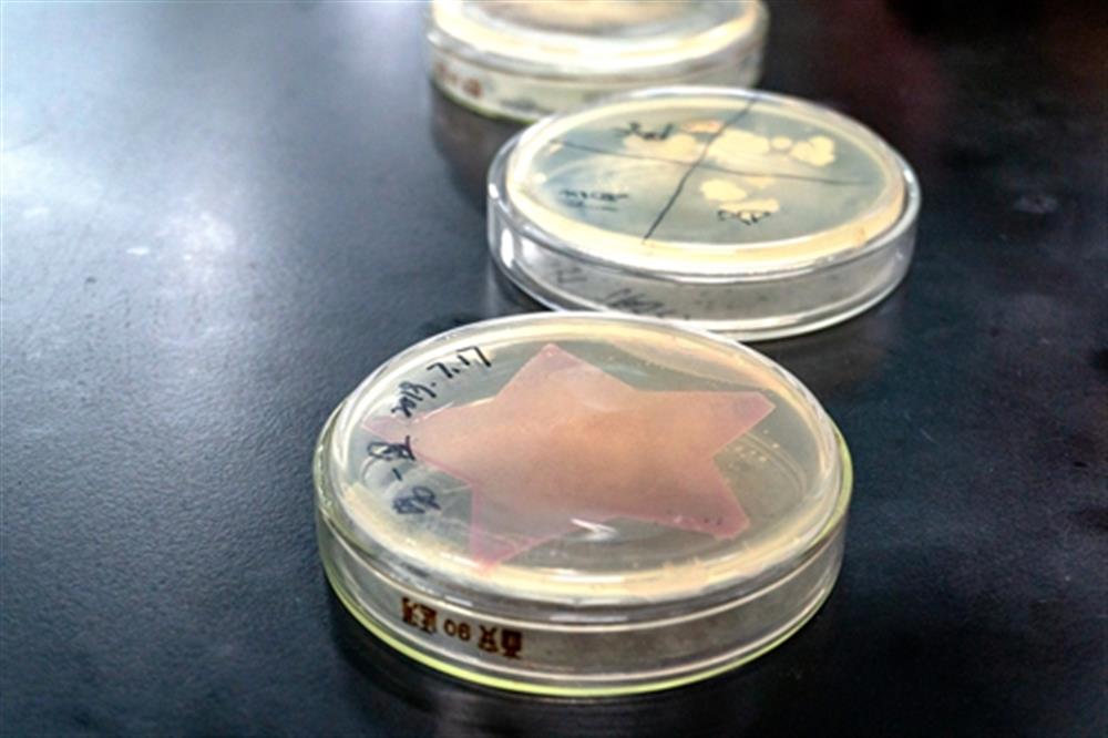 同学们做好的培养皿